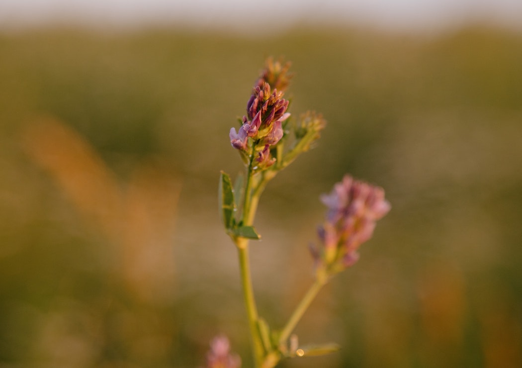 Natural Herbal Remedies for Allergy Season