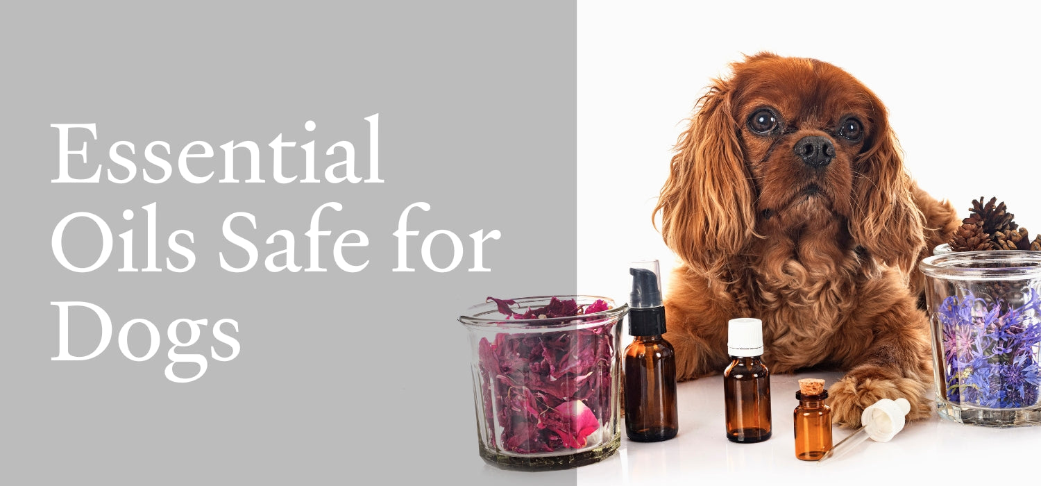 Essential Oils Safe for Dogs